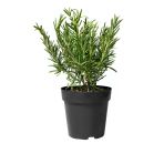 Biberiye Fidesi Fidanı 10-20 Cm
