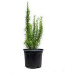 Biberiye Kuşdili Fidanı 5 Adet 20-30 cm