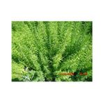 BİBERİYE ROSMARİNUS - KOKULU AROMATİK BİTKİ 10 ADET