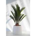Bibitki Sikas Sago Palmiyesi El Yapımı Seramik Bipot Saksıda Cycas Revoluta - Beyaz Saksı