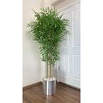 Biçiçek Yapay Bambu Ağacı 180CM Metal Saksıda Yoğun Yapraklı 7 Dallı