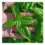 Big Leaf İri Yapraklı Fesleğen Tohumu (250 tohum