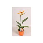 bikaktüsdünyasi Starliçe Regina Cennet Kuşu (strelitzia Reginae) Ithal Canlı Saksıda Ev Ofis Salon Bitkisi.