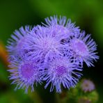 Bilgarden Ageratum Mexicanum Mavi Vapur Dumanı Çiçeği Tohumu (100 Tohum) - 1 Adet