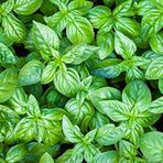 Bilgarden Geniş İri Yapraklı Genovese Fesleğen Tohumu (250 tohum)