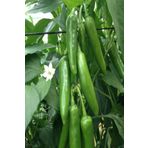 Bilgarden Jalapeno Verypainful Acı Biber Fidesi (5 Adet)