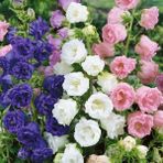 Bilgarden Karışık Katmerli Campanula Çan Çiçeği Tohumu (100 Tohum) - 1 Adet