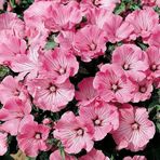 Bilgarden Lavatera Trimestris Regis Carmine Pamuk Çiçeği Tohumu(50 tohum)