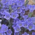 Bilgarden Mavi Campanula Çan Çiçeği Tohumu (100 Tohum) - 1 Adet