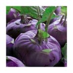 Bilgarden Mor Kohlrabi(Alabaş) Tohumu 20 Tohum - 1 Adet
