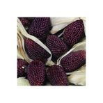 Bilgarden Strawberry Çilek Mısırı Tohumu (10 Tohum)