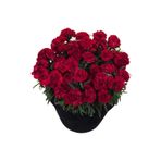 Bilgarden Sweet Pleasure Dark Red Karanfil Çiçeği Fidesi (2 Fide)