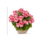 Bilgarden Tatlı Tonlar Clarion Peach Sardunya Canan Çiçeği Fidesi (1 Fide)