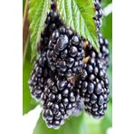 Bilgarden Tüplü Bol Verimli Yediveren Aromatik Brazos Böğürtlen Fidanı