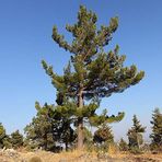 Bilgarden Tüplü Kara Çam (Pinus Nigra) Fidanı