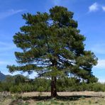 Bilgarden Tüplü Kızıl Çam (Pinus Brutia) Fidanı