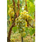 Bilgarden Tüplü Şaraplık Chardonnay Beyaz Üzüm(Asma-Bağ) Fidanı