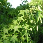 Bilgarden Tüplü Sığla Ağacı (Liquidambar Oriantalis) Fidanı