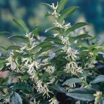 Bilgarden Tüplü Yoğun Kokulu Sarcococca (Parfüm Kutusu Çiçeği) Fidanı