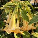 Bilgarden Tüplü Yoğun Kokulu Sarı Meleklerin Borazanı Brugmansia Fidanı