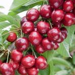Bilgarden Tüplü Yüksek Verimli Yarı Bodur Leziz Sweet Heart Kiraz Fidanı