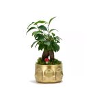 Binbir Surat Gold Saksı, Mini Ficus Bonsai