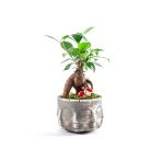 Binbir Surat Serisi Ficus Ginseng Bonsai Tasarım