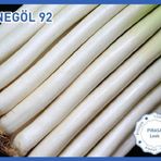 Biogen İnegöl92 10 gr 1 Paket Pırasa Tohumu