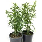 Biorganix Akşam Gece Sefası Kolonya Limon Çiçeği Melisa 2 Adet 20-40 cm