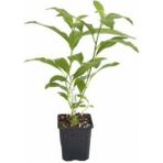 Biorganix Akşam Sefası Parfüm Çiçeği Melisa Fidanı 10-30 cm