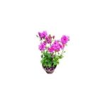 Biorganix Alacalı Pembe Sakız Sardunya 10-20 cm