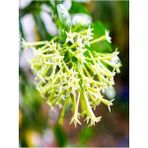 Biorganix Cestrum Limon Melisa Çiçeği Fidanı