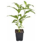 Biorganix Cestrum Nocturm Kolonya Çiçeği Gece Yasemini Melisa Çiçeği Fidanı Saksıda