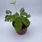 Biorganix Dokunma Bana Saksılı Küstüm Çiçeği Fidanı 3-13 cm Mimosa Pudica - Yok
