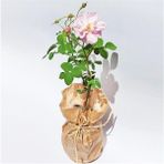 Biorganix Isparta Gülü Fidanı 15-30 cm