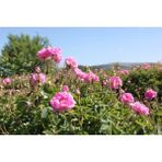 Biorganix Ispartadan Geleneksel Hakiki Isparta Gülü Fidanı 15-25 cm N11.3436