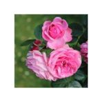 Biorganix Ispartadan Pembe Reçellik Isparta Gülü Fidanı 15-25 cm
