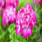 Biorganix Koyu Pembe Sakız Sardunya Çingene Pembesi 10-20 cm