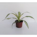 Biorganix Kurdele Çiçeği 1 Adet Chlorophytum Kurdela Çiçeği Salon Bitkisi Salon Çiçeği Iç Mekan Süs Bitkisi - cvb