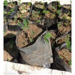 Biorganix Küstüm Çiçegi Fidanı 3 Adet Tüp Poşet 3-13 cm - yok