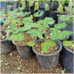 Biorganix Küstüm Çiçeği Mimosa Pudica 2 Adet - yok