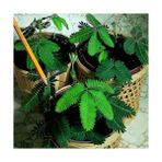 Biorganix Küstüm Çiçeği (Mimosa Pudica) - Yok