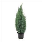 Biorganix Life Mavi Elwoodii Çam Fidanı 30 - 40 cm Chamaecyparis Ellwoodii - Yok