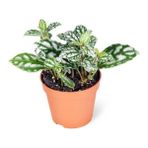 Biorganix Life Pilea Cadierei - Karyağdı Çiçeği - Ev Ofis Salon Iç Mekan Bitkisi - 10 cm