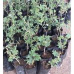 Biorganix Life Tüplü Reçellik Kokulu Pembe Isparta Gülü Fidanı 15-25 cm