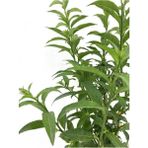 Biorganix Limon Otu Melisa Çiçeği Fidanı 5 Adet