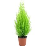 Biorganix Limoni Servi Çam Fidanı ( Salon Çamı ) Boyu 35-40 cm Limon Kokulu