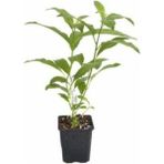 Biorganix Melisa Fidanı 10-30 cm Parfüm Çiçeği