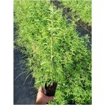 Biorganix Nocturnum Limon Melisa Çiçeği Fidanı Saksıda