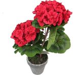 Biorganix Saksılı Kırmızı Sardunya Çiçeği 15-25 cm Potted Red Geranium Flower - Renk